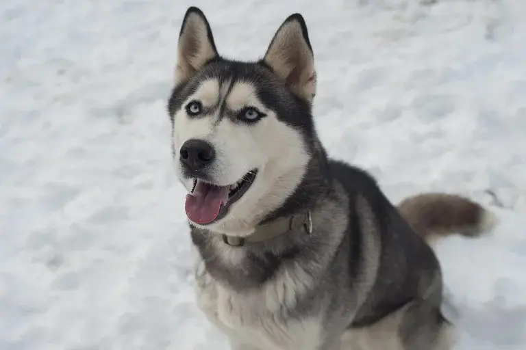 Husky Siberiano, calor, cuidados, clima quente, dicas, bem-estar, pelagem, hidratação, alimentação, exercícios, temperatura, passeios, banho, tosquia, superaquecimento, mitos e verdades