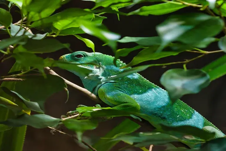 iguana, cuidados com iguanas, iguana como animal de estimação, iguana verde, répteis exóticos, habitat de iguanas, dieta de iguanas, temperatura para iguanas, iluminação UVB, curiosidades sobre iguanas