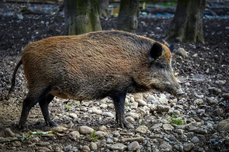 javali, javalis, suídeos, mamíferos, animais selvagens, habitat, comportamento, reprodução, ecologia, conservação, curiosidades, caça, agricultura