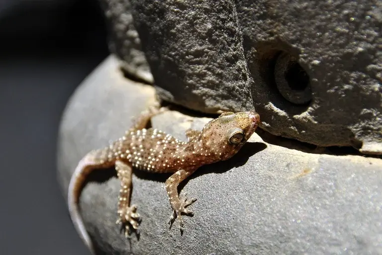 lagartixa, lagartixas, espécies de lagartixas, lagartixa doméstica, Hemidactylus mabouia, lagartixa-verde, Phelsuma dubia, lagartixa-de-parede, Podarcis muralis, répteis, habitat das lagartixas, comportamento das lagartixas, curiosidades sobre lagartixas, controle de pragas, convivência com lagartixas