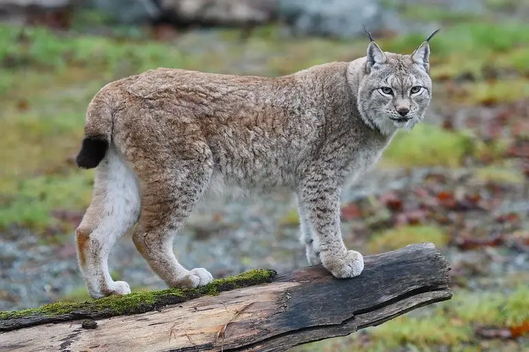 Linces, felinos, florestas, lince-ibérico, lince-da-eurásia, lince-do-canadá, lince-rufo, habitat, caça, curiosidades, conservação, ecossistema