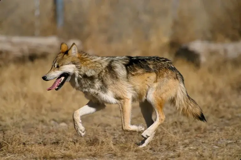 lobo-guará, Chrysocyon brachyurus, Cerrado, características, habitat, alimentação, reprodução, conservação, ameaças, curiosidades, lobeira, ONGs, projetos de conservação