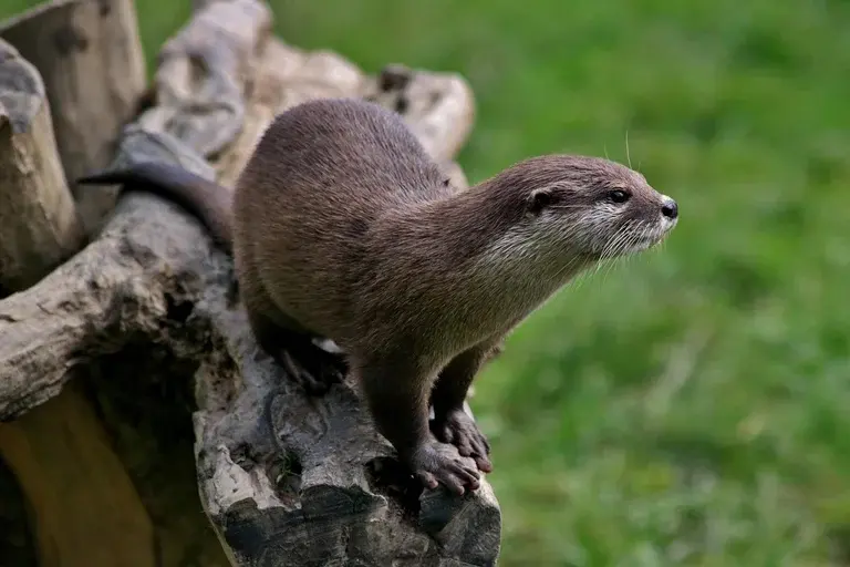 Lontra, Lontras, Lontra-marinha, Lontra-neotropical, Ariranha, Lontra-europeia, mamíferos aquáticos, animais semiaquáticos, conservação das lontras, preservação ambiental