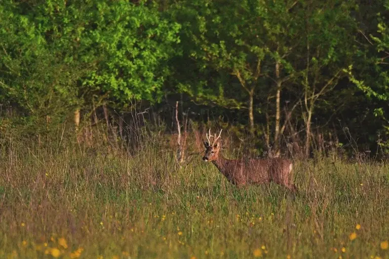 corça, cervo, animal, mamífero, floresta, campo, habitat, comportamento, reprodução, predador, conservação, meio ambiente, curiosidades