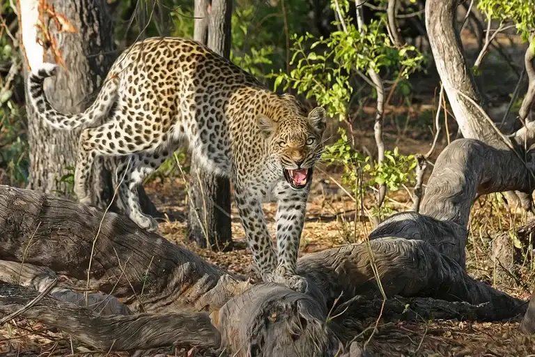 leopardo, felino, Panthera pardus, habitat, comportamento, caça, conservação, curiosidades, África, Ásia