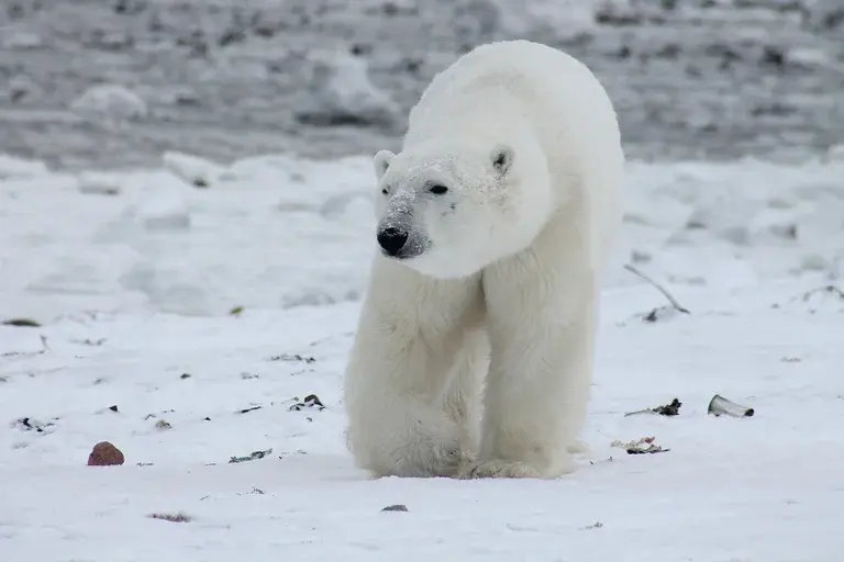 Urso polar, Ártico, mudanças climáticas, conservação, habitat, focas, adaptações, curiosidades