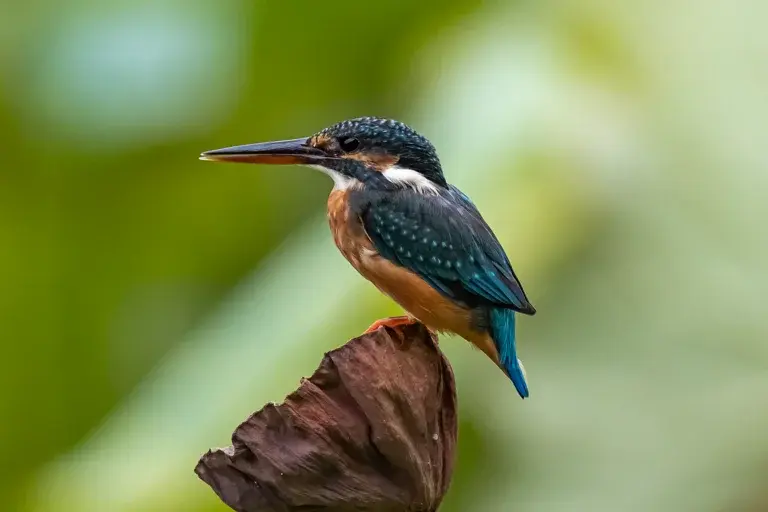 Martim-pescador, pássaro, pesca, habitat, reprodução, curiosidades, natureza, aves, rios, lagos, manguezais, ecossistema, meio ambiente