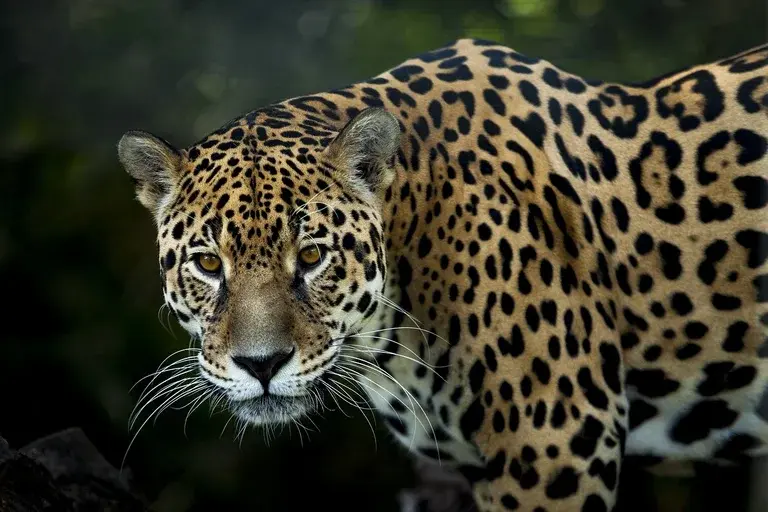 onça-pintada, mitos sobre onça-pintada, conservação da onça, felinos brasileiros, predador de topo, onça-preta, ecossistema brasileiro