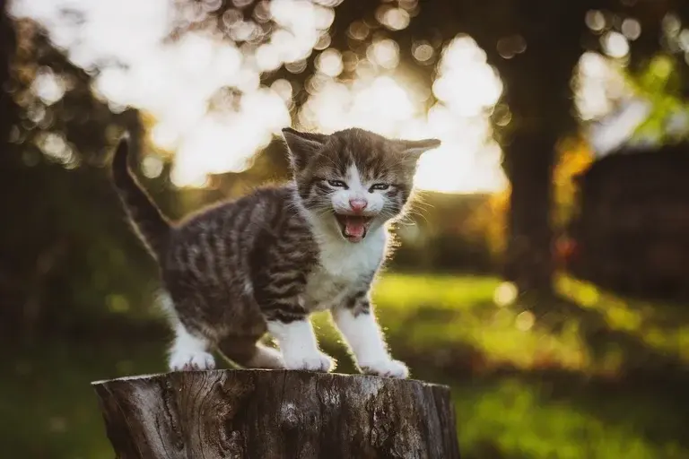 gatos, mordidas de gato, comportamento felino, mordidas de amor, mordidas agressivas, linguagem corporal felina, brincadeiras com gatos, enriquecimento ambiental para gatos, adestramento de gatos