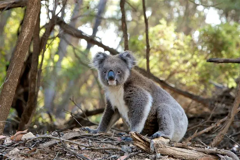 Coala, Marsupial, Austrália, Eucalipto, Habitat, Conservação, Dieta, Comportamento, Ameaças, Incêndios florestais, Mudanças climáticas