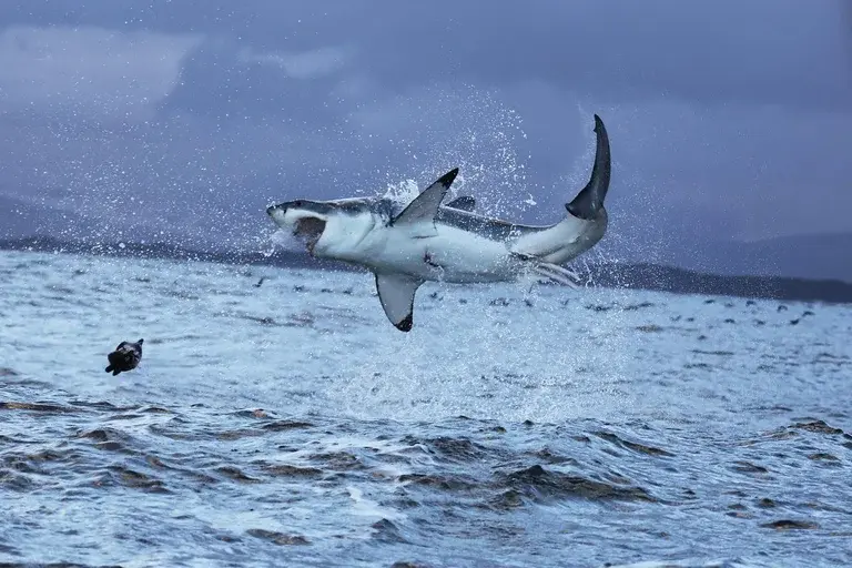 Tubarão-Branco, Carcharodon carcharias, predador, oceano, marinho, dentes, olfato, eletrorrecepção, conservação, IUCN, vulnerável, megalodonte, pesca predatória, poluição, habitat, curiosidades