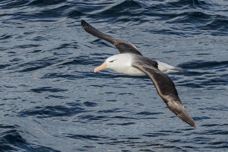 albatroz, aves marinhas, voo, planeio dinâmico, envergadura, habitat, alimentação, reprodução, conservação, ameaças, curiosidades