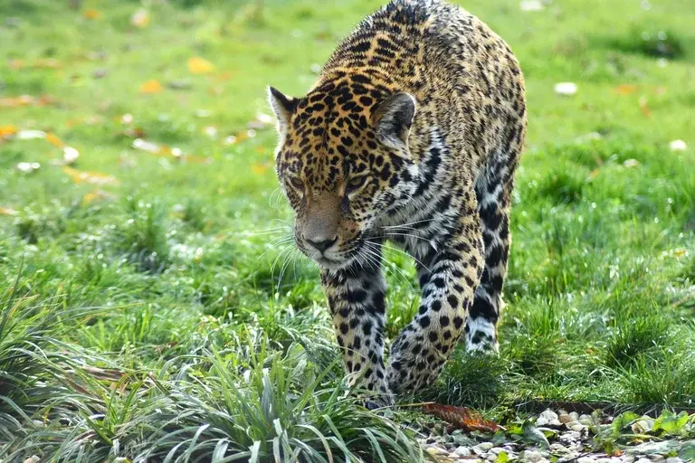 onça-pintada, felino das Américas, predador, habitat da onça-pintada, conservação da onça-pintada, características da onça-pintada, curiosidades sobre a onça-pintada