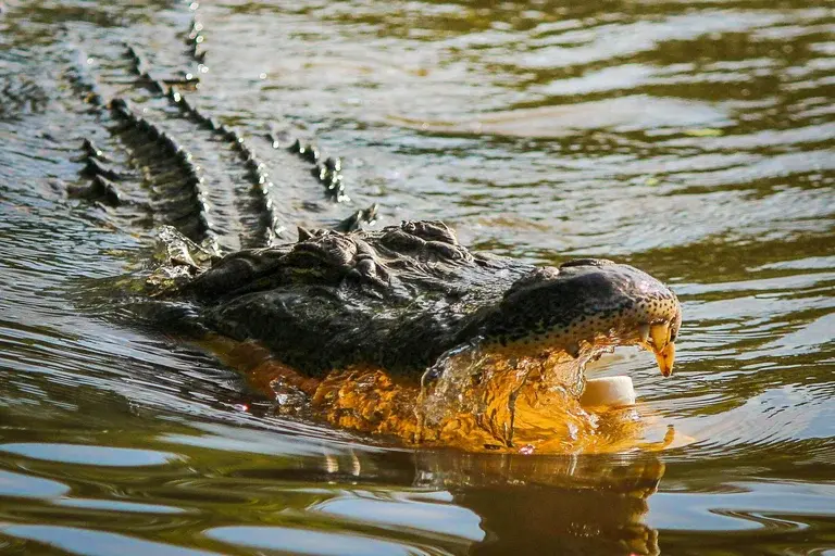 Animais, mordidas, força, crocodilo, jacaré, hipopótamo, onça-pintada, urso, tigre, hiena, gorila, natureza, predadores, presas, curiosidades