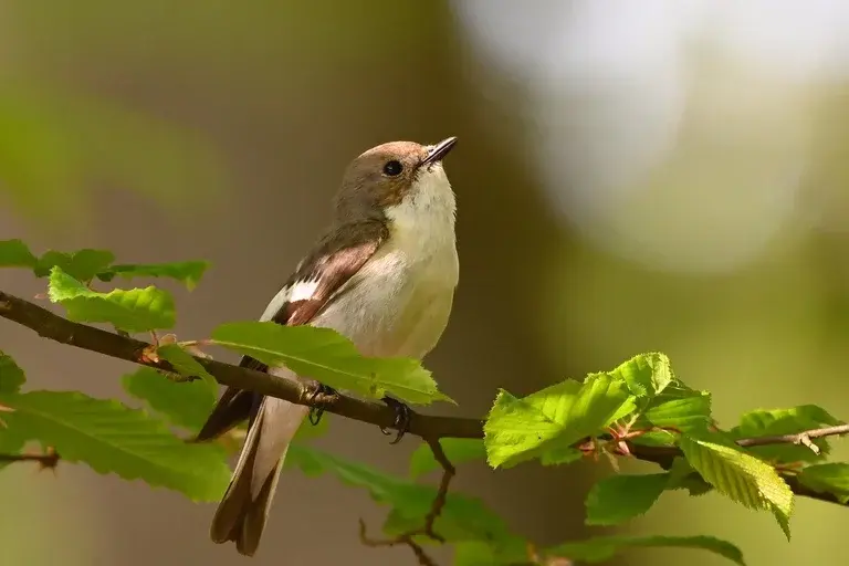 Papa-moscas, aves, pássaros, natureza, observação de aves, insetos, caça, Tyrannidae, Brasil, habitat, alimentação, curiosidades, meio ambiente, ecologia, jardim, plantas nativas