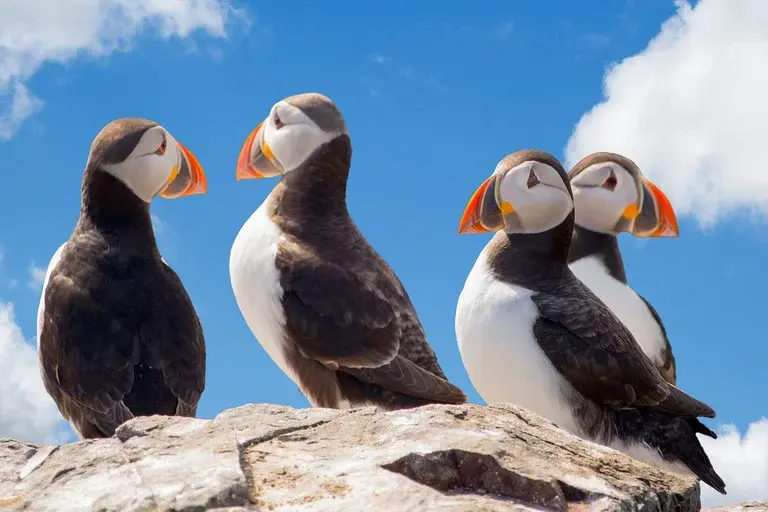 papagaios-do-mar, puffins, aves marinhas, bico colorido, habitat, alimentação, reprodução, comportamento, ameaças, conservação, curiosidades