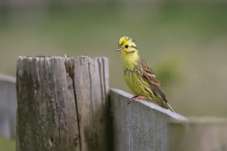 Pássaro Martelo Amarelo, Emberiza citrinella, Observação de aves, Aves passeriformes, Aves amarelas