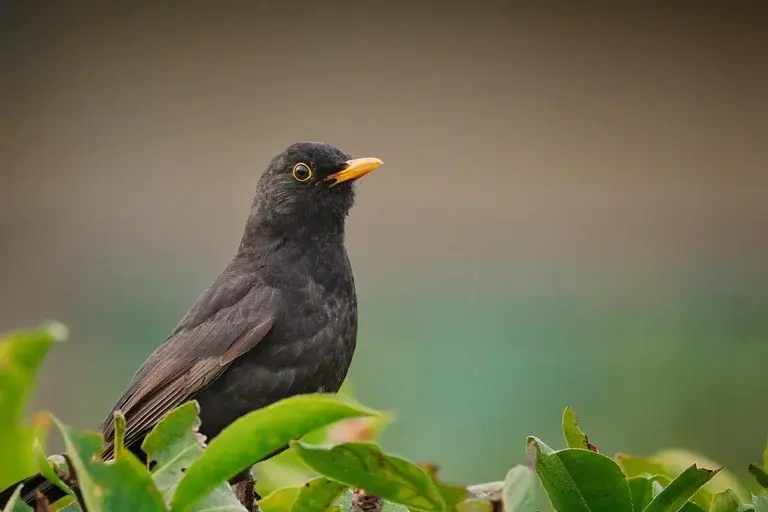 Pássaro preto, aves brasileiras, pássaros, natureza, canto dos pássaros, observação de pássaros, guia de aves, fauna brasileira, ecologia, preservação, meio ambiente, ornitologia, Gnorimopsar chopi, Melro, Graúna, Assum-preto, Arranca-milho