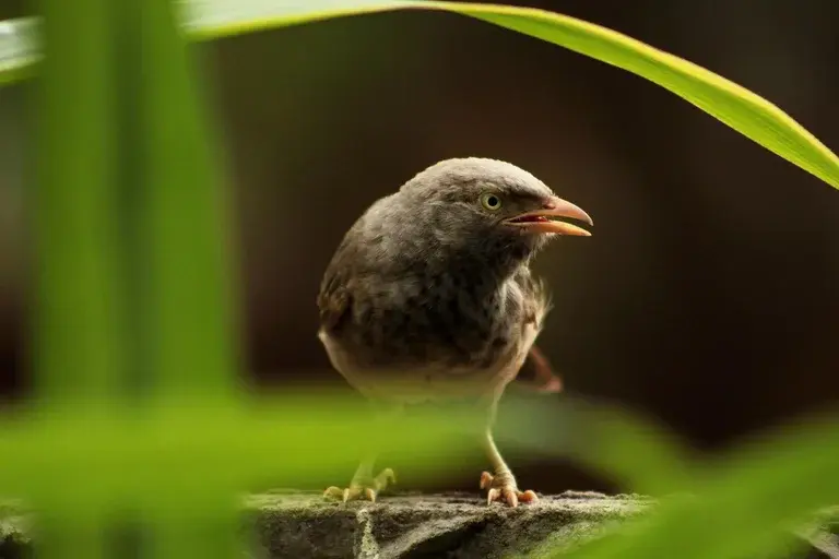 Pássaro tagarela do bico amarelo, Turdus flavirostris, Ave frugívora, Canto de pássaro, Criação de aves em cativeiro, Pássaro tagarela, Ordem Passeriformes, Família Turdidae, Pássaro canoro, Ave exótica