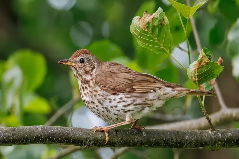 pássaro tordo, ave, canto, habitat, alimentação, reprodução, cultura, preservação, curiosidades