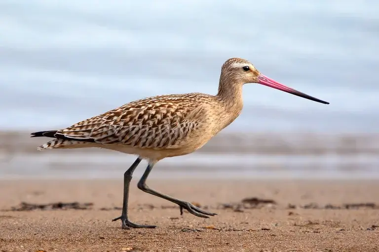 Maçarico, Pássaro, Ave, Migração, Habitat, Alimentação, Comportamento, Reprodução, Conservação, Ecologia, Ornitologia, Aves limícolas, Scolopacidae, Costas, Estuários, Áreas úmidas, Biodiversidade