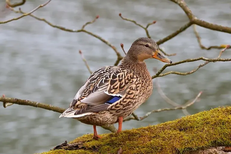 Pato selvagem, Marreco-real, Pato-real, Observação de aves, Aves aquáticas, Habitat, Alimentação, Comportamento social, Reprodução, Conservação