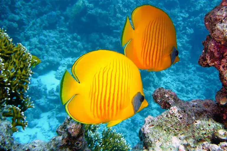 Peixe borboleta limão, Chaetodon semilarvatus, aquário marinho, recife de coral, cuidados, alimentação, comportamento, habitat, aquarismo