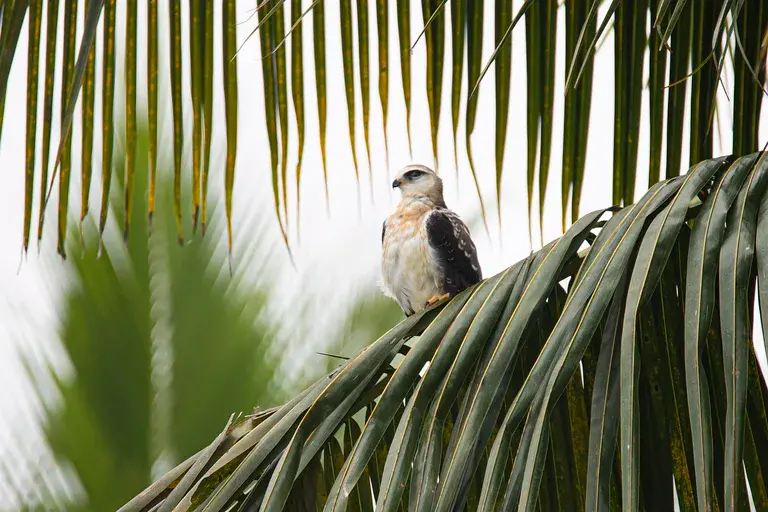 Peneireiro, Pipa, Pássaro, Aves de rapina, Conservação de aves, Observação de aves, peneireiro, aves de rapina, Elanus leucurus, Elanus caeruleus, voo, caça, alimentação, reprodução, ecologia, conservação, Brasil