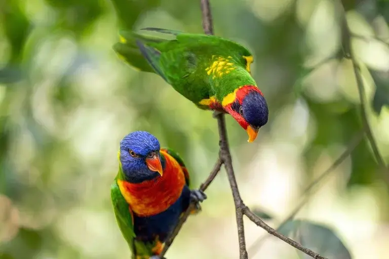 Periquitos-arco-íris, aves exóticas, criação de aves, cuidados com aves, alimentação de aves, reprodução de aves, gaiolas para aves, viveiros para aves, brinquedos para aves, psitacídeos, Austrália, Trichoglossus haematodus, cores de aves, comportamento de aves, dicas para criadores, periquitos como animais de estimação