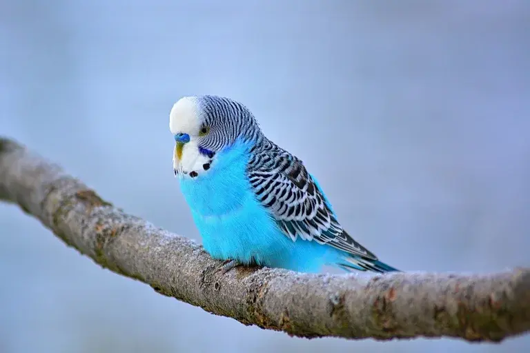 Periquito, periquitos, aves, animais de estimação, criar periquito, cuidados com periquito, gaiola para periquito, alimentação de periquito, saúde de periquito, brinquedos para periquito, adestrar periquito, periquito australiano, cores de periquito, personalidade de periquito, comprar periquito, veterinário para periquito