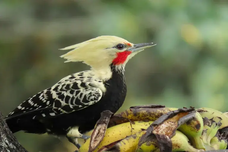 pica-pau de crista loira, aves brasileiras, observação de aves, fauna brasileira, pica-pau, Colaptes flavescens, habitat, alimentação, reprodução, curiosidades