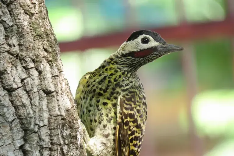 Pica-pau-verde-barrado, aves brasileiras, camuflagem, caça, natureza, fauna, ecologia, preservação, habitats, curiosidades, biologia, ornitologia