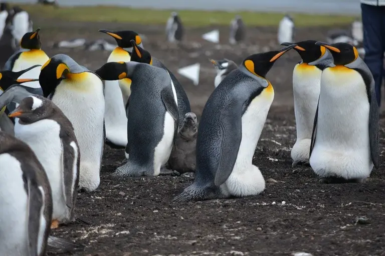 Pinguins, aves marinhas, nadadores, habitat, espécies, comportamento, conservação, Antártida, curiosidades, adaptações