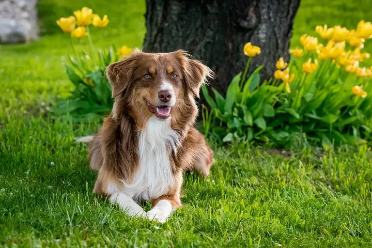 cães, capim, comportamento canino, digestão, vômito, fibras, nutrição, tédio, ansiedade, veterinário