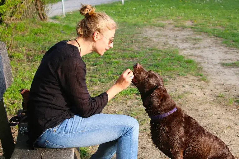 Por que os cães lambem, Lambidas de cachorro, Cães e comportamento, Carinho dos cães, Ansiedade canina, Cão lambendo dono, Linguagem dos cães, Dicas para donos de cães, Cães e submissão