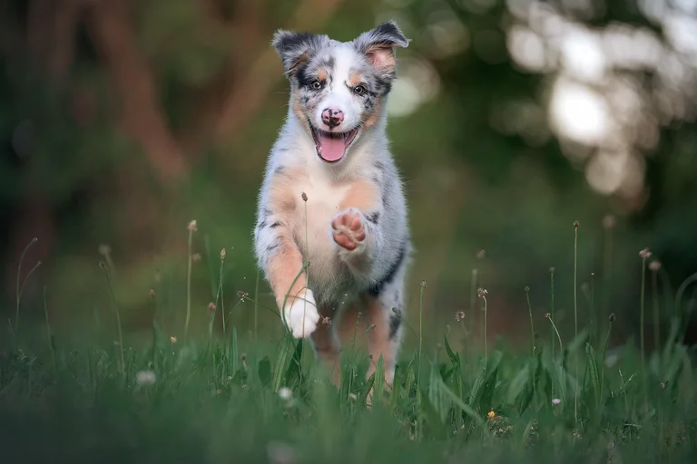 lambidas caninas, comportamento canino, comunicação canina, afeto canino, instinto canino, psicologia canina, bem-estar animal, cães, tutores, veterinário, adestramento canino, comportamento animal