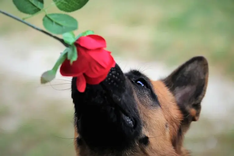 olfato canino, comportamento canino, feromônios, cães cheirando partes íntimas, comunicação canina