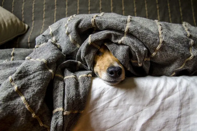 Medo de trovão em cães, Cães com medo de tempestades, Como acalmar cachorro com medo de trovão, Ansiedade em cães durante tempestades, Sons altos e fobia canina