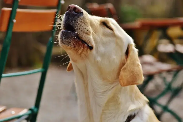 Por que os cães uivam, Cães e comunicação, Uivo dos cães, Cães e comportamento, Como evitar que o cachorro uive, Ansiedade de separação em cães, Uivo e dor em cães