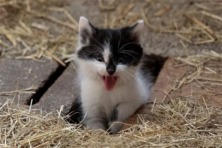 gatos ronronam, por que os gatos ronronam, comportamento felino, ronronar dos gatos, gatos felizes, comunicação dos gatos, gatos e estresse, saúde dos gatos, curiosidades sobre gatos