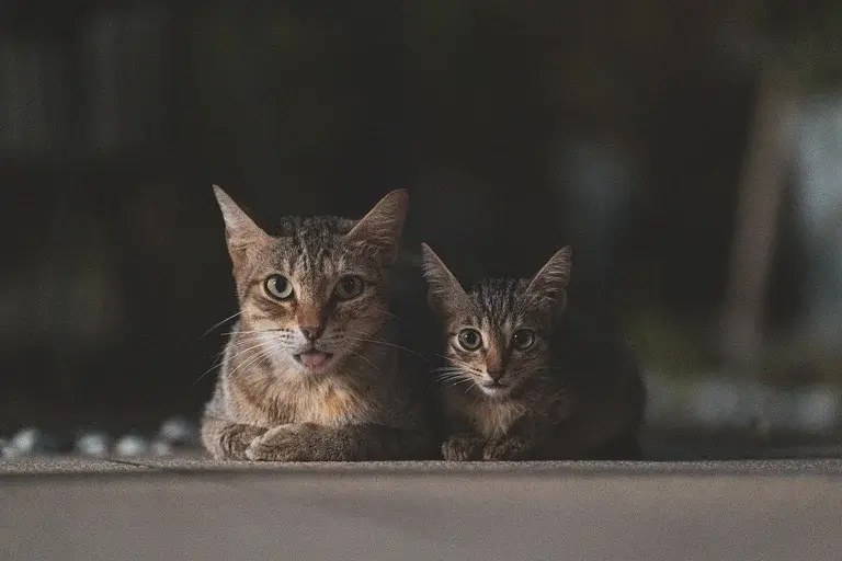 Gatos, Medo de pepinos, Comportamento felino, Instinto de sobrevivência, Predadores naturais, Ansiedade em gatos, Estresse felino, Reação dos gatos, Sustos em gatos, Bem-estar dos gatos, Ambiente seguro para gatos