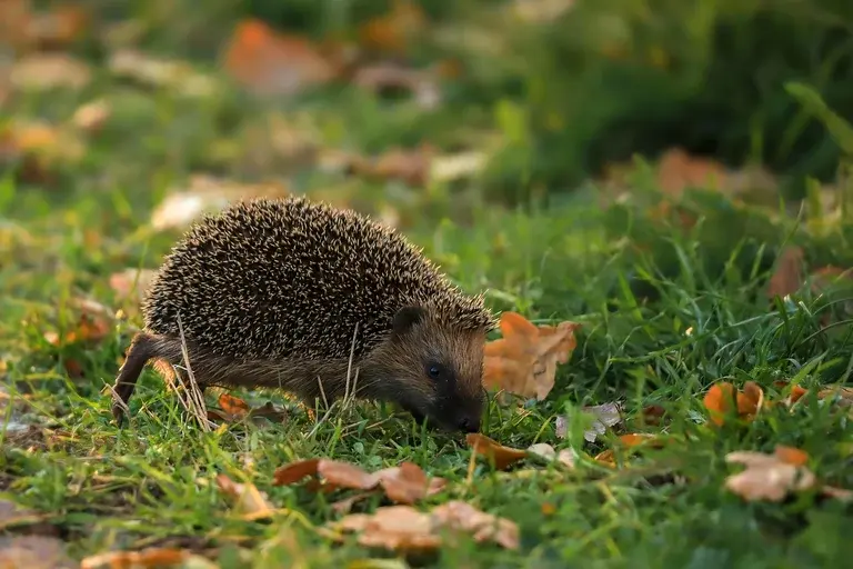 porco-espinho, roedor, espinhos, habitat, dieta, comportamento, conservação, curiosidades, reprodução, ciclo de vida