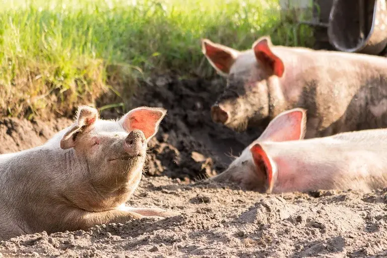 Porcos, Animais, Suínos, Criação de porcos, Bem-estar animal, Inteligência animal, Carne de porco, Mini pig, Curiosidades sobre porcos, Mitos sobre porcos