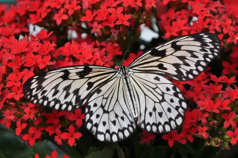 metamorfose, animais, insetos, anfíbios, borboleta, sapo, lagarta, girino, pupa, crisálida, transformação, desenvolvimento