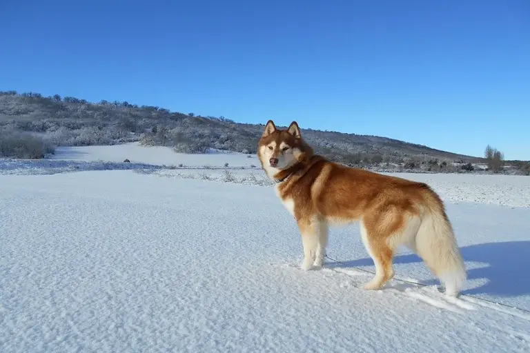 Balto, Husky Siberiano, Grande Corrida da Misericórdia, Nome, Alasca, difteria, cães de trenó, heroísmo, coragem, história