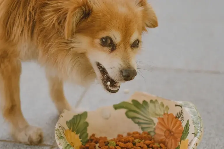 ração para pet idoso, ração sênior, envelhecimento de pets, quando trocar a ração do pet, como escolher ração para pet idoso, transição para ração sênior, cuidados com pet idoso, alimentação de pet idoso,