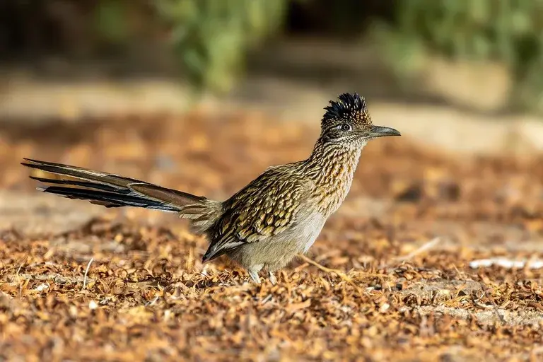 Roadrunner, Pássaro corredor, Papa-lagartos, Geococcyx, Pássaro do deserto, Características do roadrunner, Habitat do roadrunner, Alimentação do roadrunner, Comportamento do roadrunner, Velocidade do roadrunner, Pássaro rápido, Pássaro terrestre, Predador do deserto, Ave do deserto