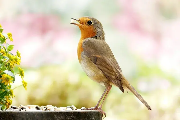 Robin, pássaro, aves, natureza, canto, habitat, alimentação, reprodução, meio ambiente, conservação, ornitologia, observação de pássaros, fauna, Erithacus rubecula, Robin Europeu, Robin Americano, Robin Australian