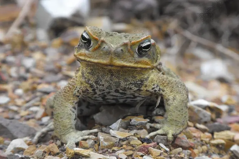 sapo-cururu, Rhinella, anfíbio, características, habitat, reprodução, metamorfose, girino, importância ecológica, curiosidades, veneno