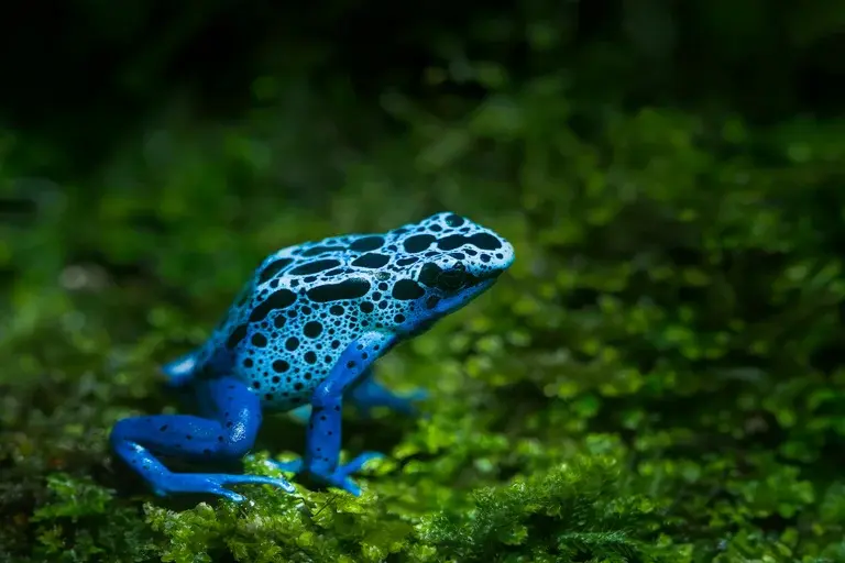 Sapo venenoso, anfíbio, veneno, toxina, habitat, conservação, perigo, curiosidades, Brasil, América do Sul